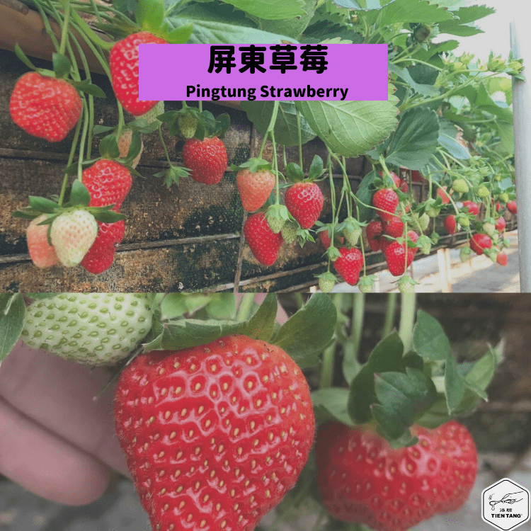 屏東草莓 Pingtung Strawberry
